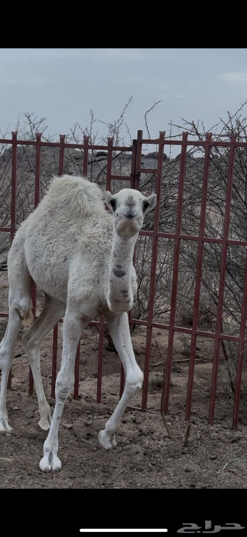 حشوان للبيع اثنين كبار واحد صغير64383497438465112