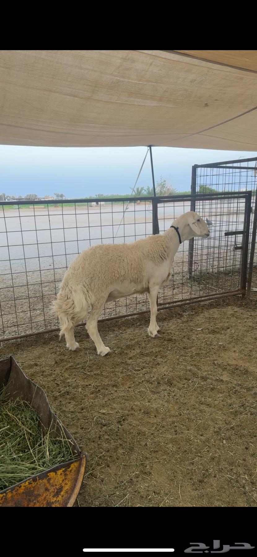 للبيع شاه صنف طيبه64389072519297110