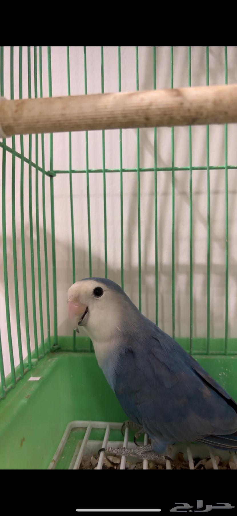 طير روز للبيع.64377359999235113