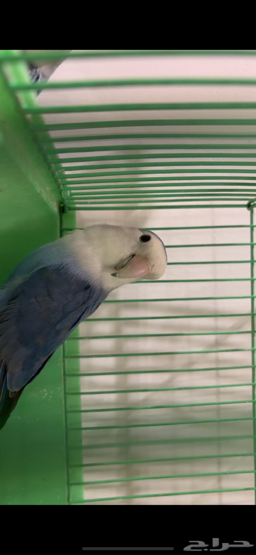 طير روز للبيع.64377359999235111