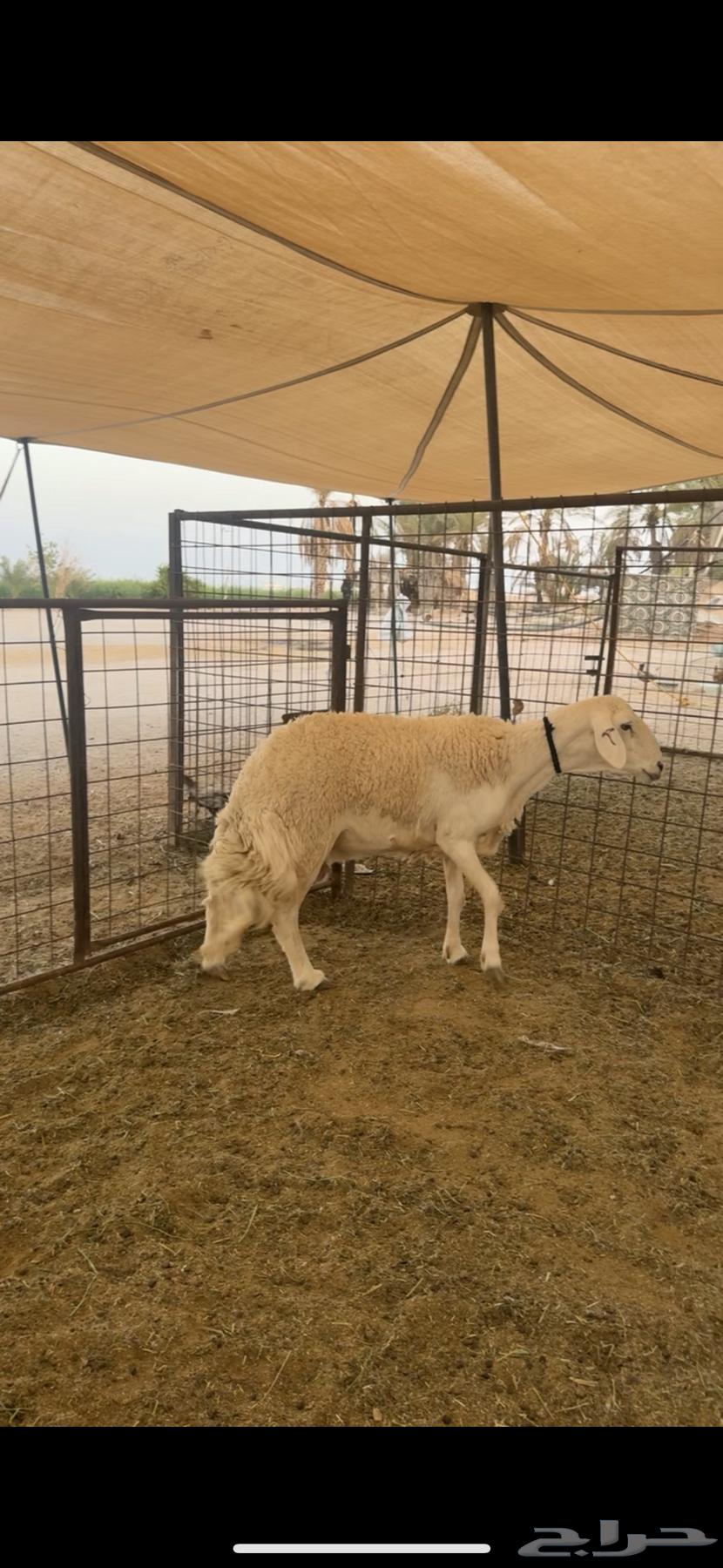 للبيع شاه صنف طيبه64389072519297111