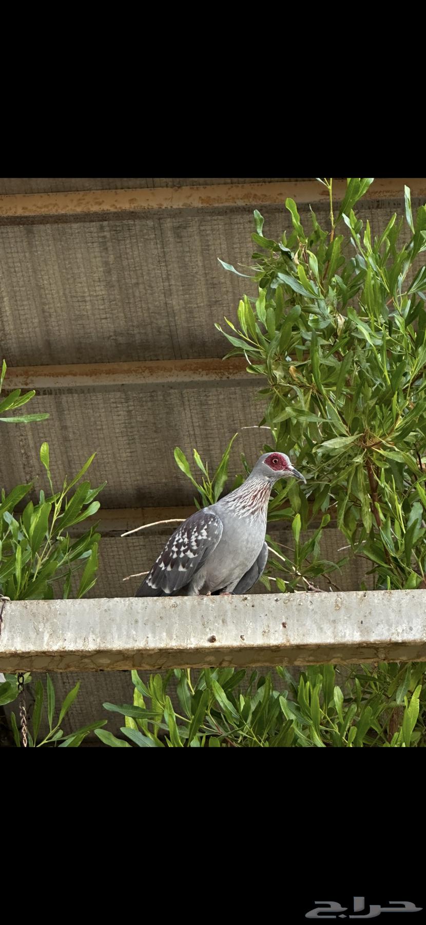 للبيع حمام قمري ابو جفن64391188217987112