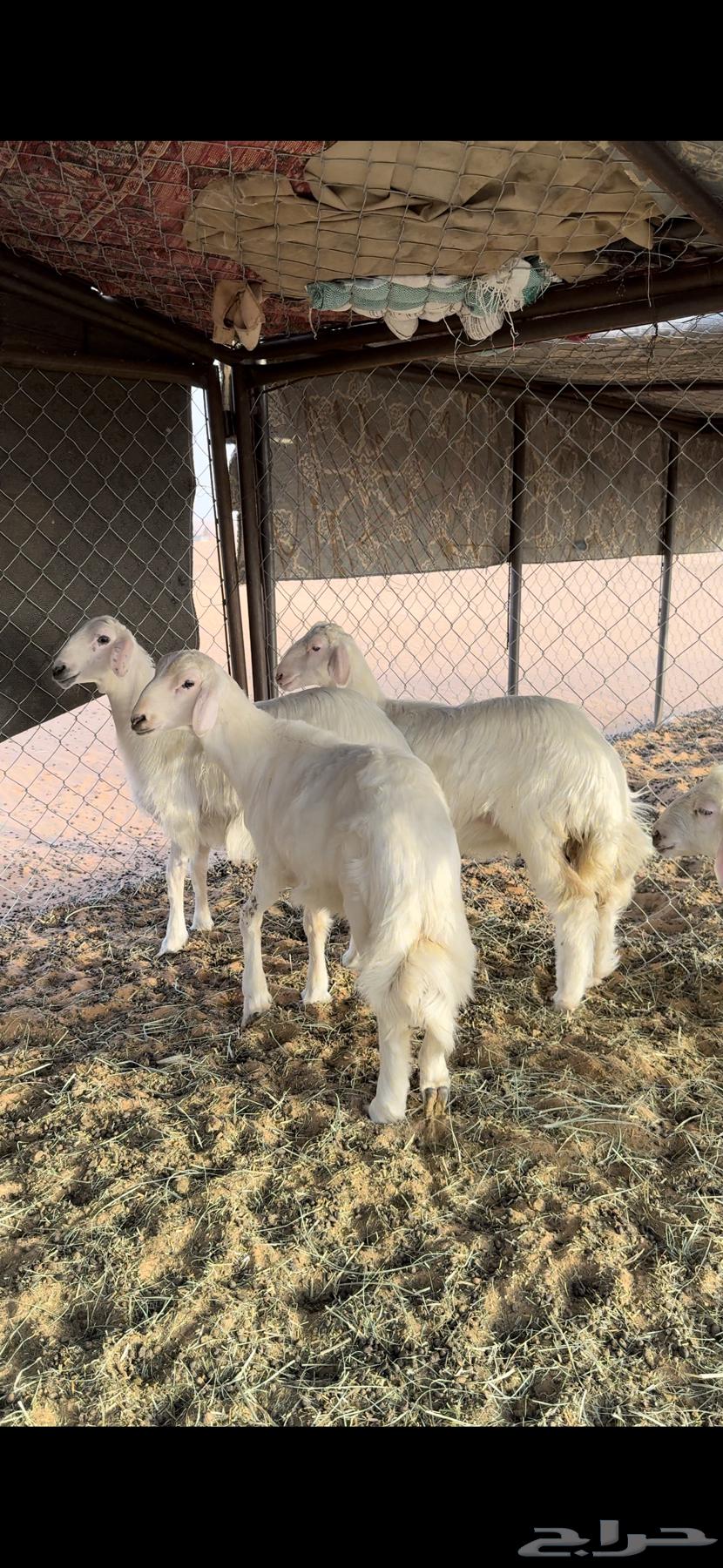 رخلين وخرفين صفر صنف كفو64383011461250113