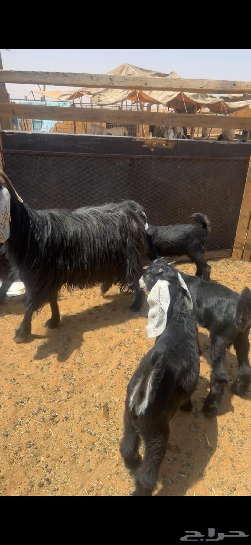 للبيع عنزين تحتها 464389031750914110