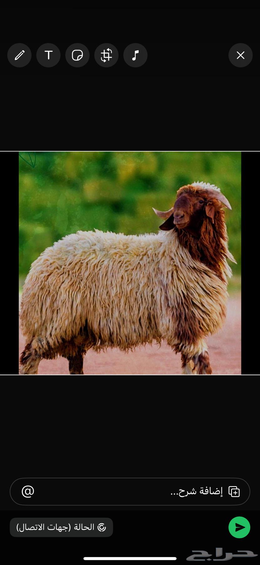 ذبايح للبيع توصيل الي حد بيتك مخدوم ف كل شيء64380373939842110