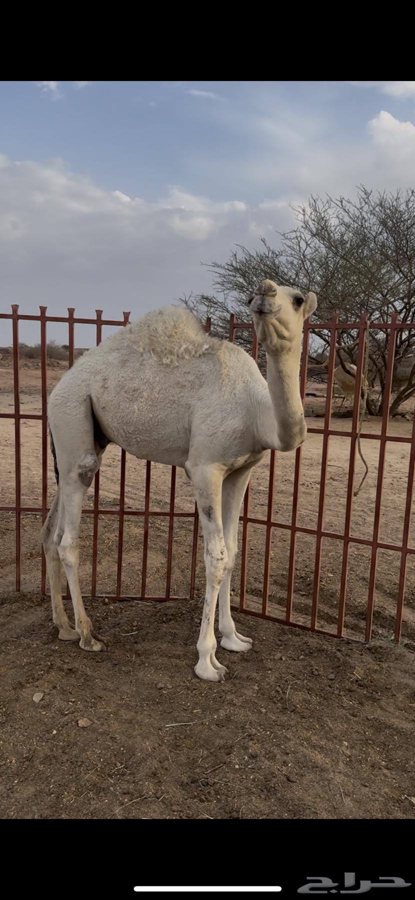 حشوان للبيع اثنين كبار واحد صغير64383497438465111