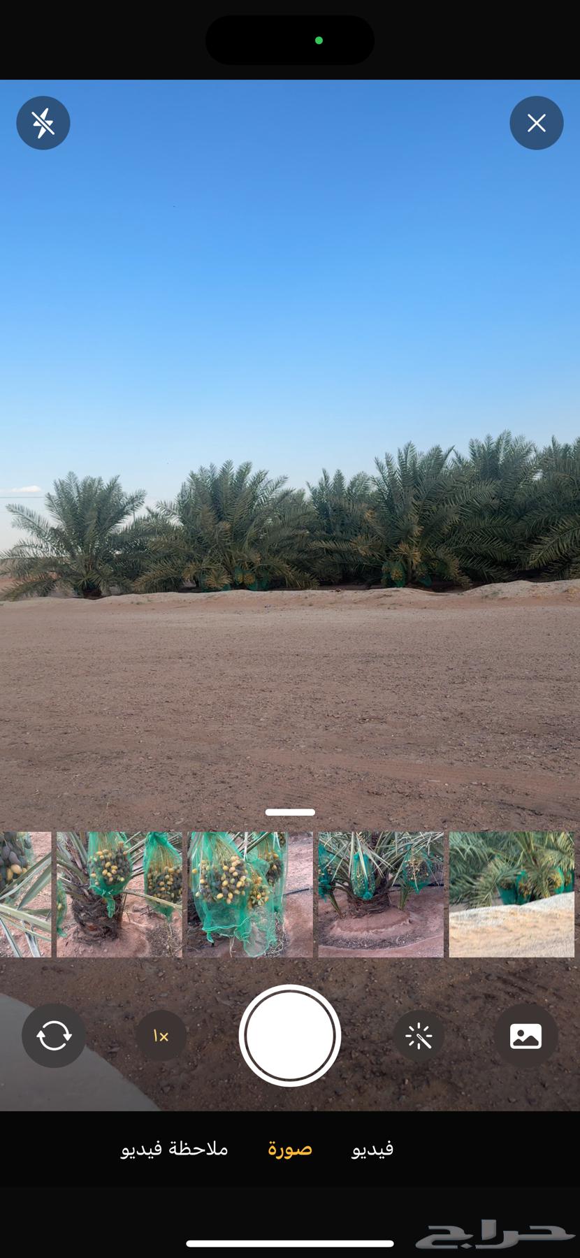 للبيع ثمر النخل سكري وخلاص عدد 180 نخله64386947802497110