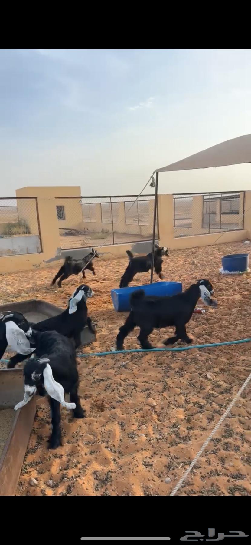 ذبايح بلدي فاخره64388134775683112