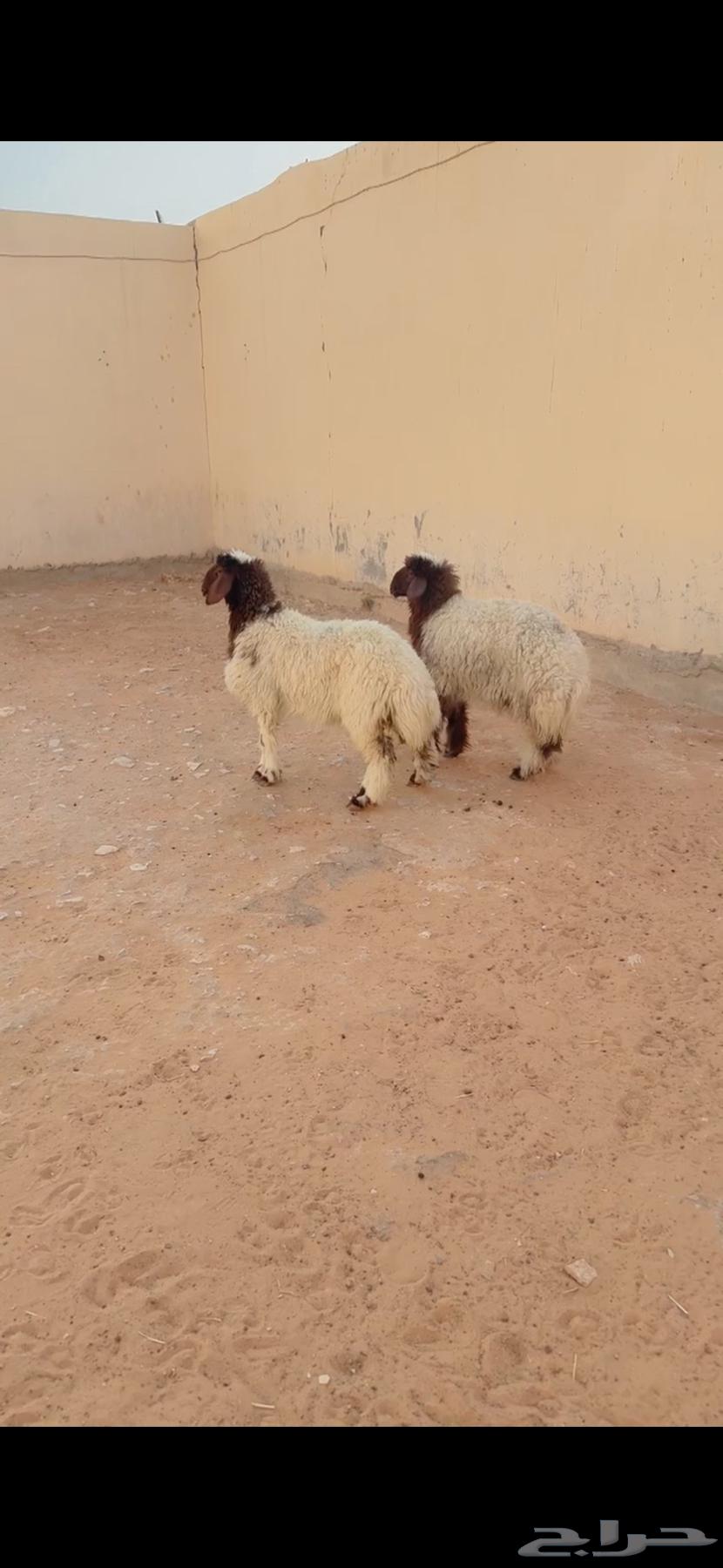 ذبيح نعيم الريآض حي الشفآء آي مكان نوصل فيه ذبح باقي آثنين64380390298627110