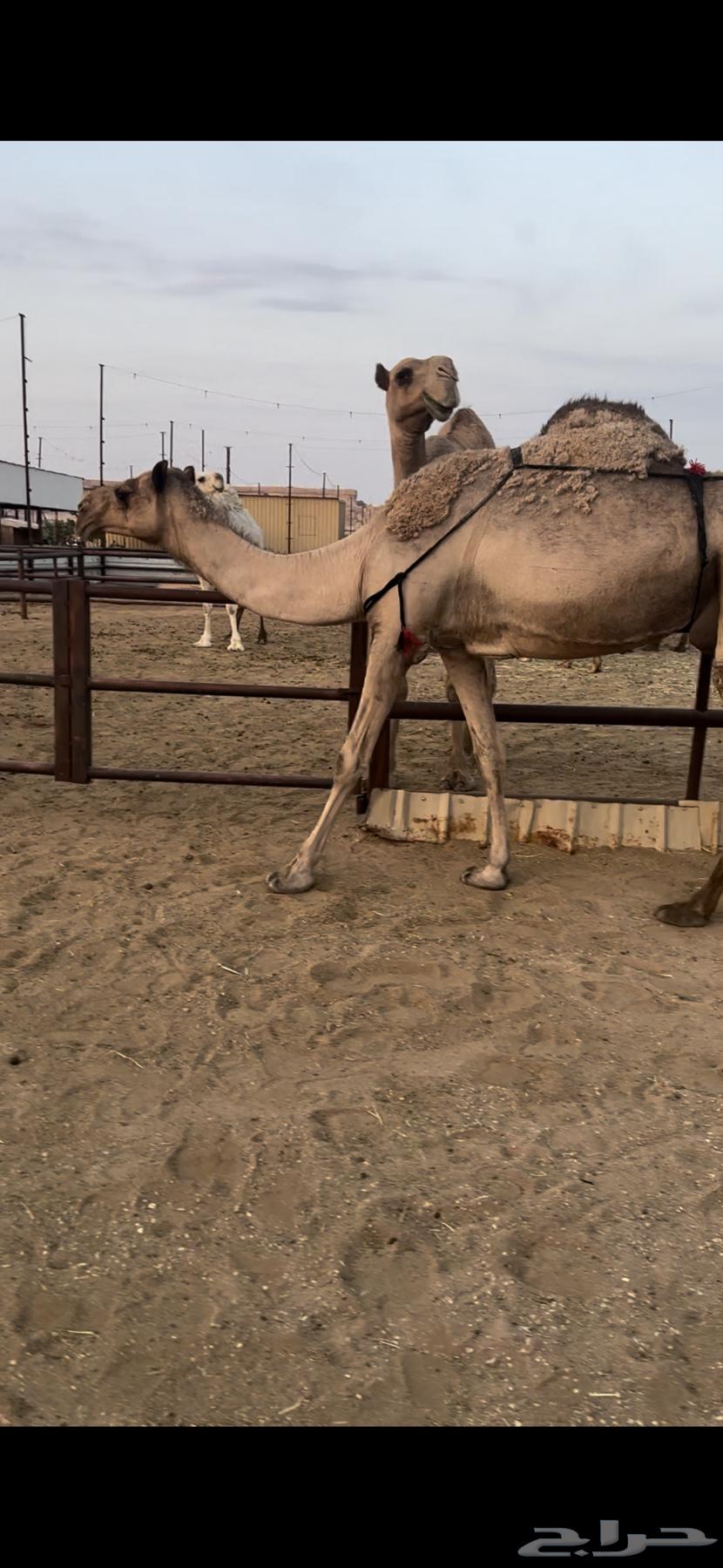 خفوت صفرا تو معزول ولدها64382638004866110