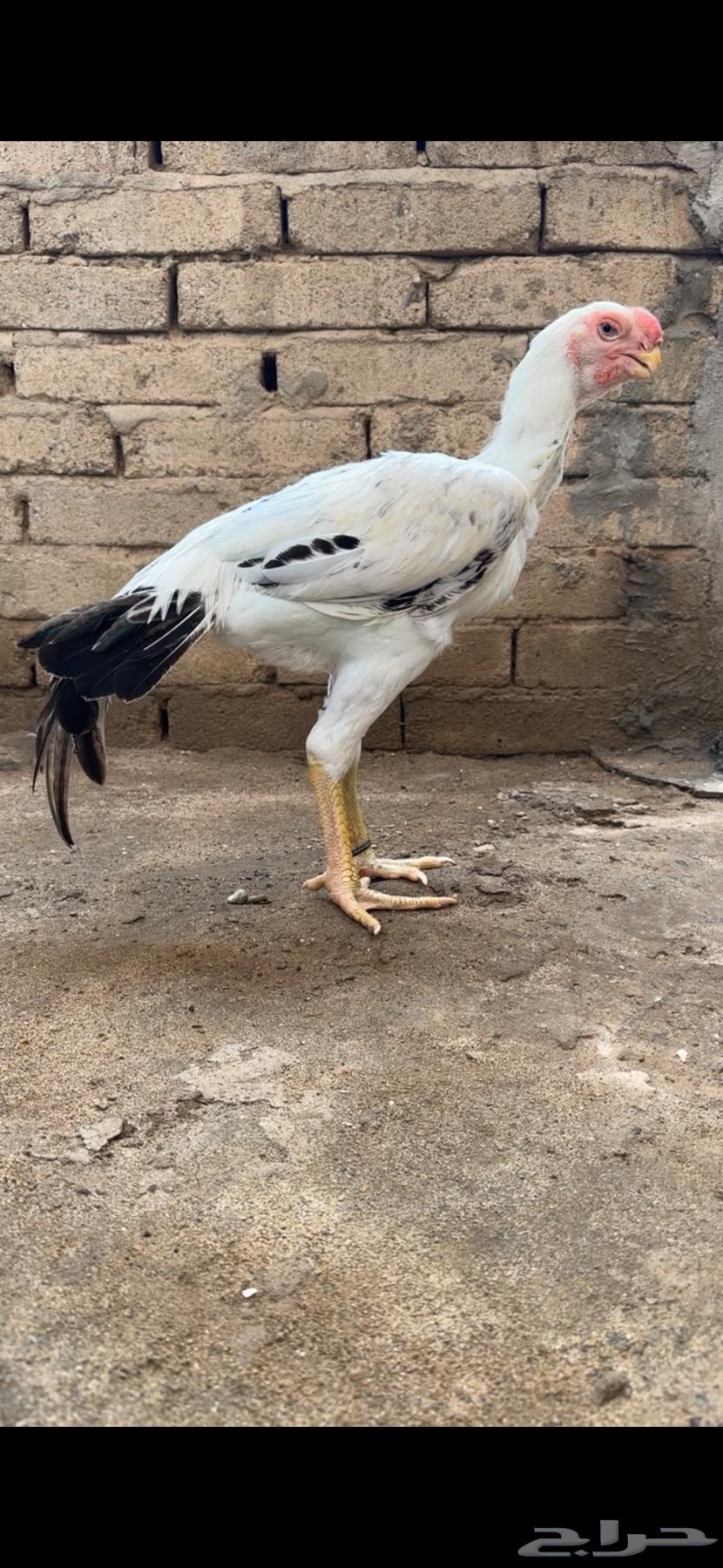 ديك حجازي صنف فاخر64388399204483110