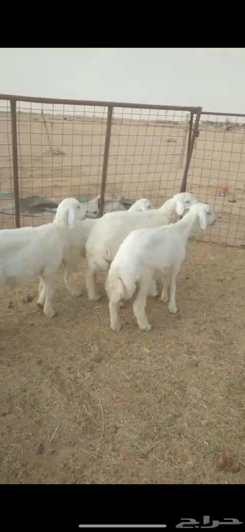 طليان للبيع64380276490243112