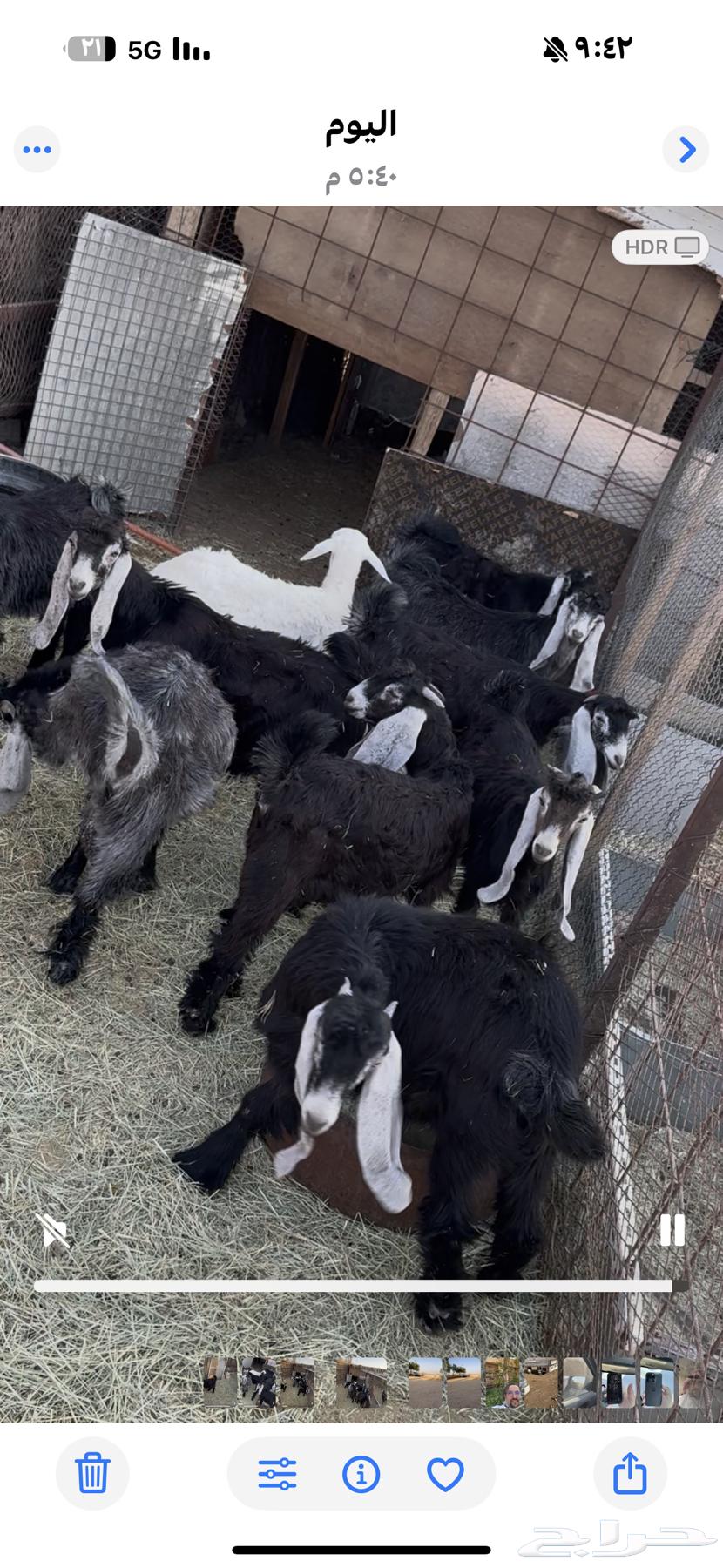 تيوس طيبه للبيع64390816078081111