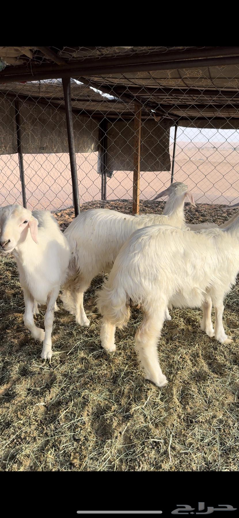 رخلين وخرفين صفر صنف كفو64383011461250111