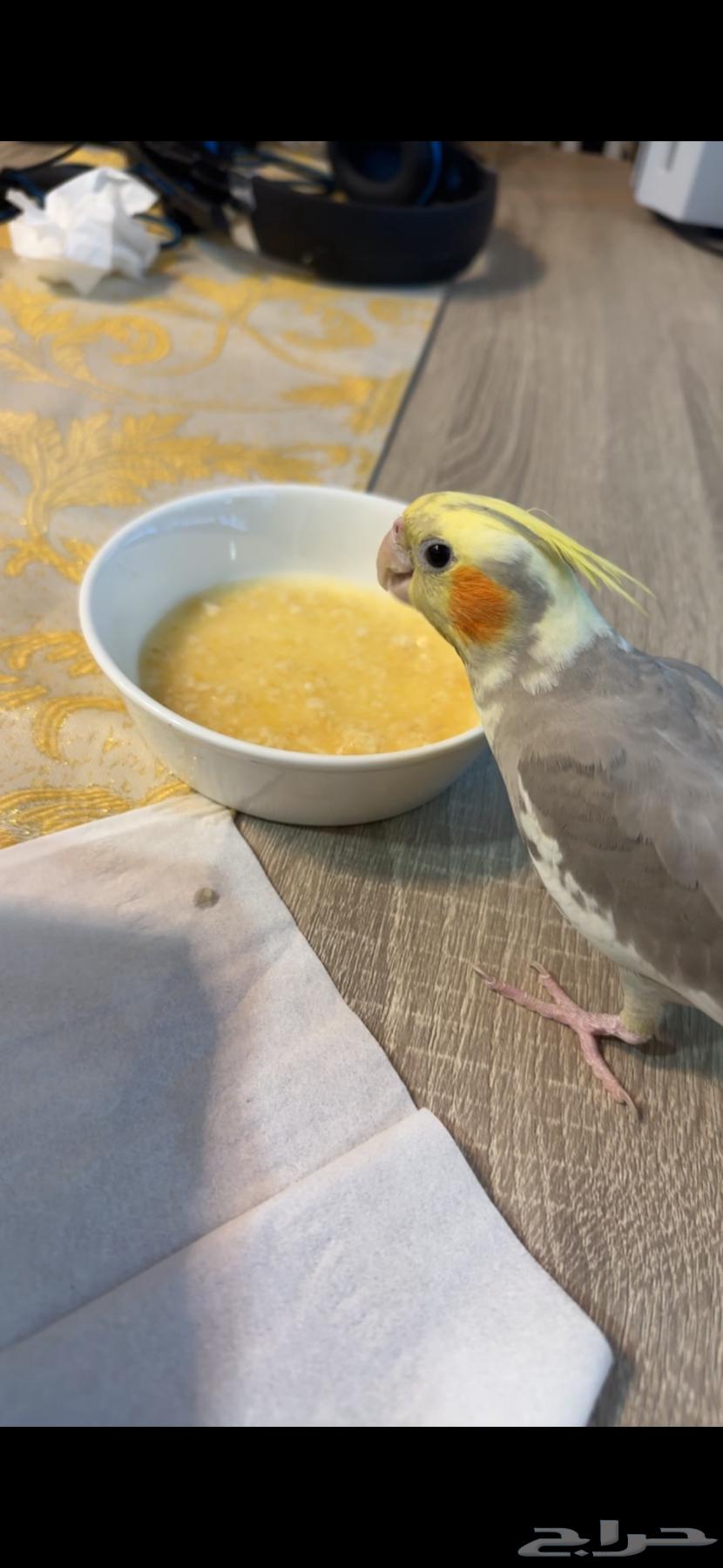 كوكتيل انثى بياضه للبيع64387606619009110