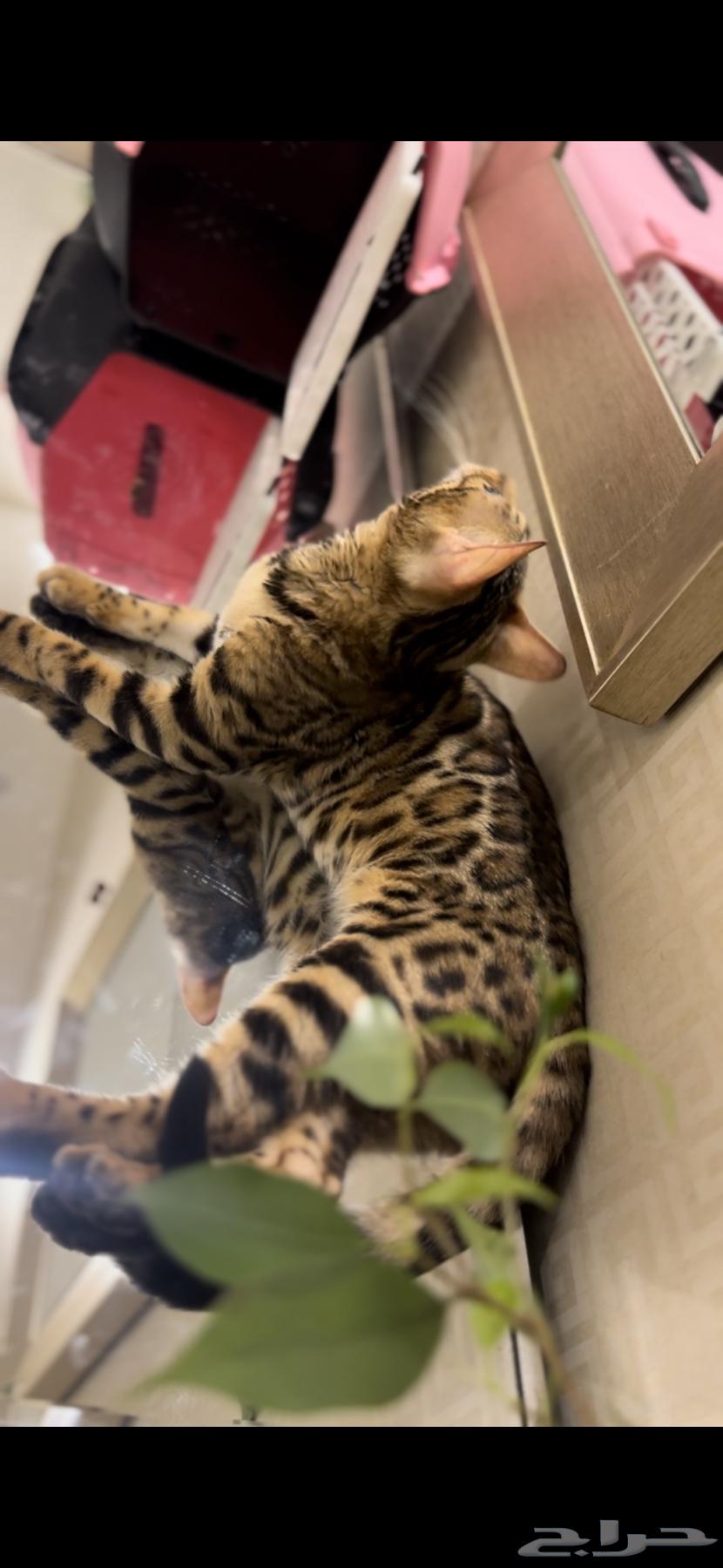 قطة بنغال انثى مستوى قوي جدا للبيع يوجد كتين شهرين64379457867522111