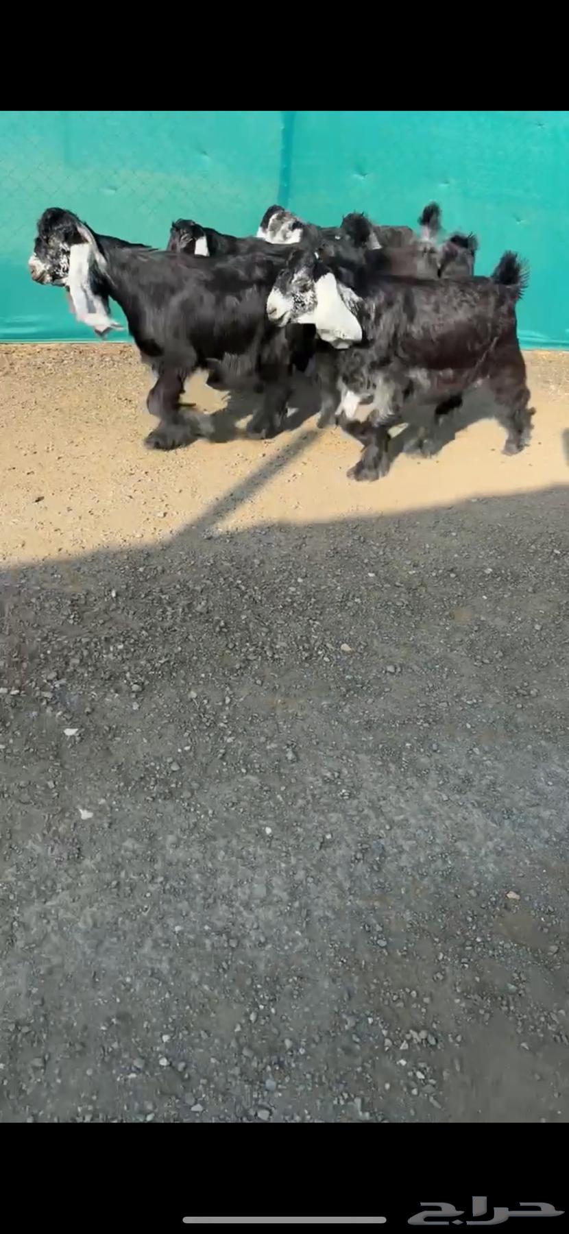 جفرات عوارض نوادر خصم الخصم تممم البيع64386318749313112