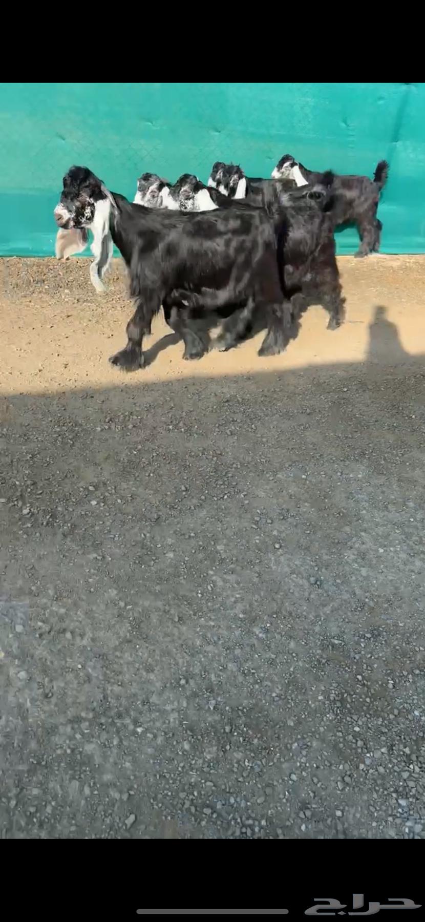 جفرات عوارض نوادر خصم الخصم تممم البيع64386318749313110