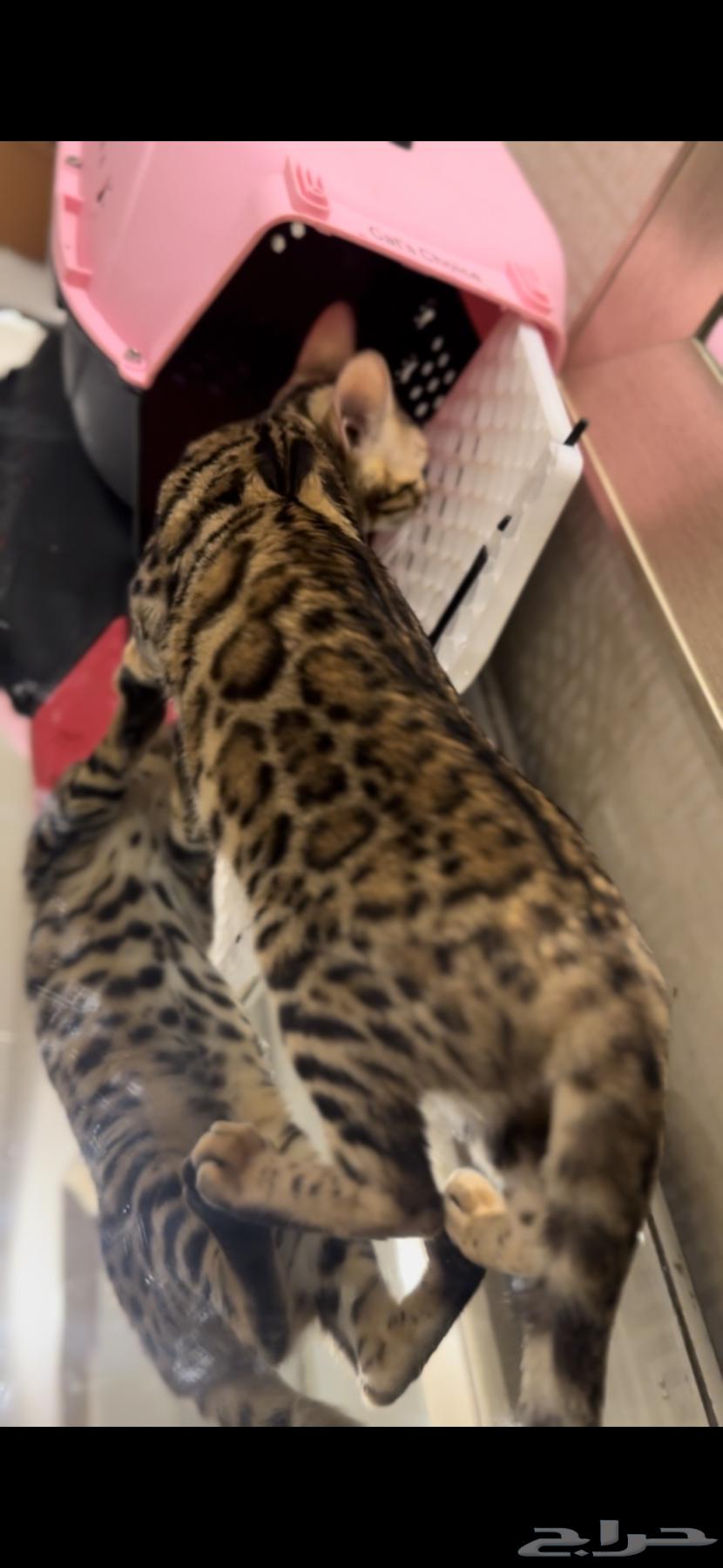 قطة بنغال انثى مستوى قوي جدا للبيع يوجد كتين شهرين64379457867522112