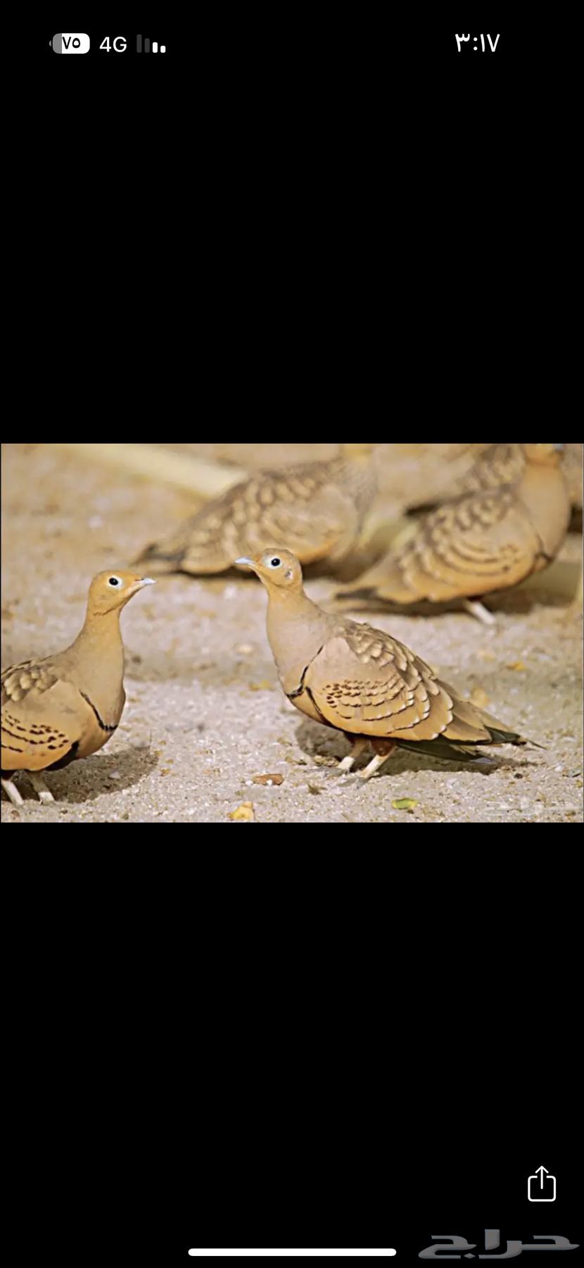 Walnut cake for sale 150 with delivery available to all areas at buyer's expense64387967647107110