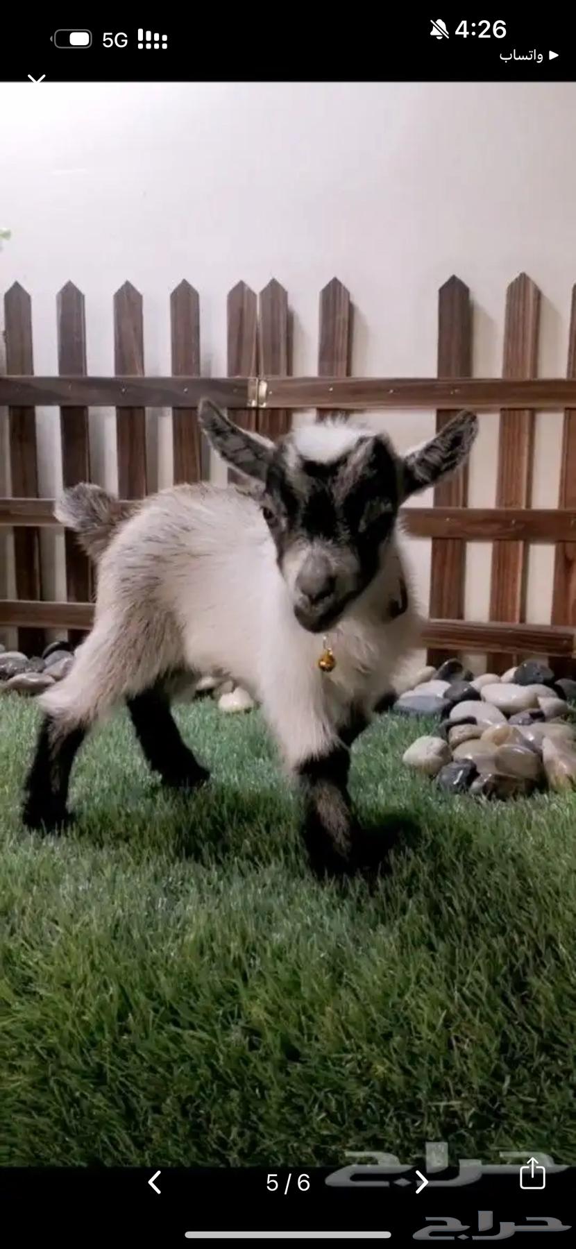 الماعز القزمي للبيع64385775589889110