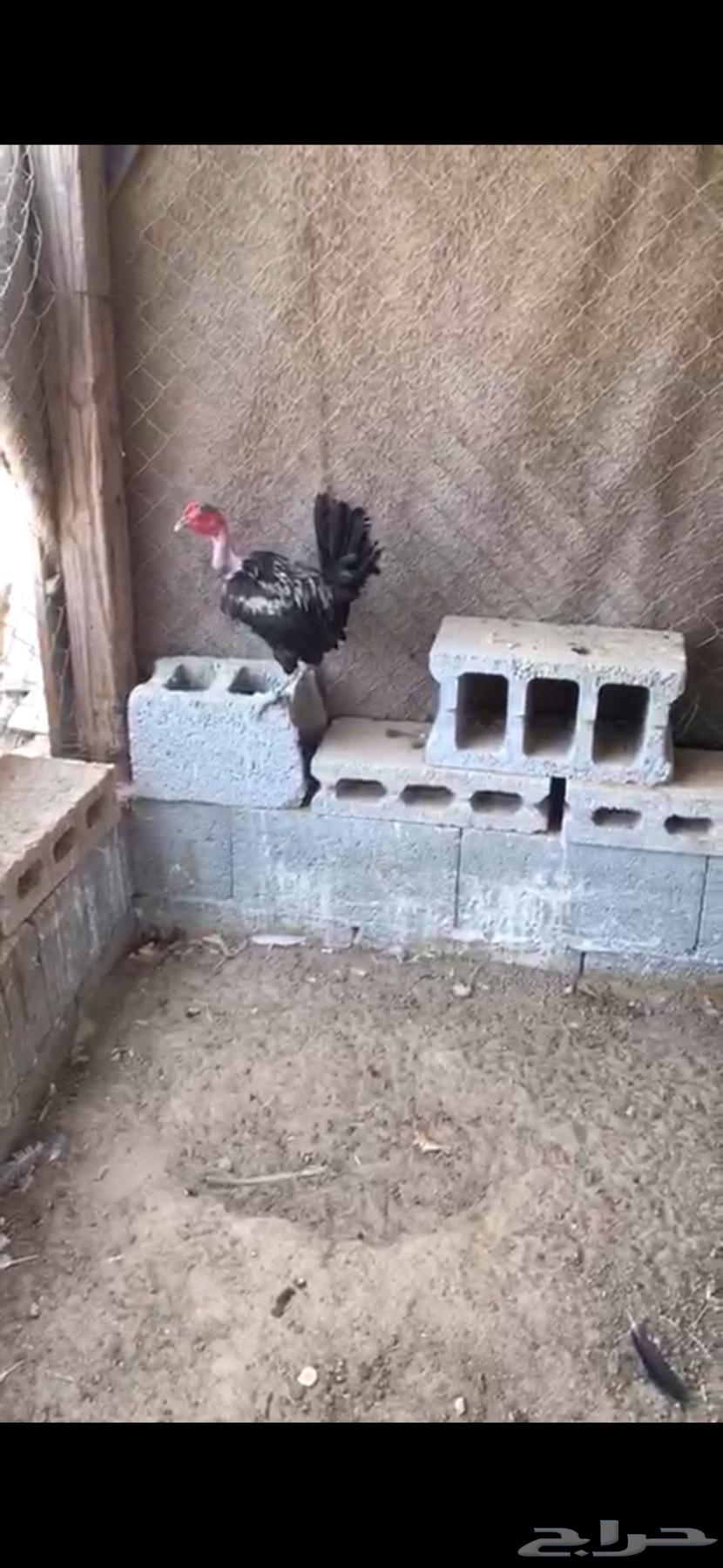 بحريني للبيع64389750652035110