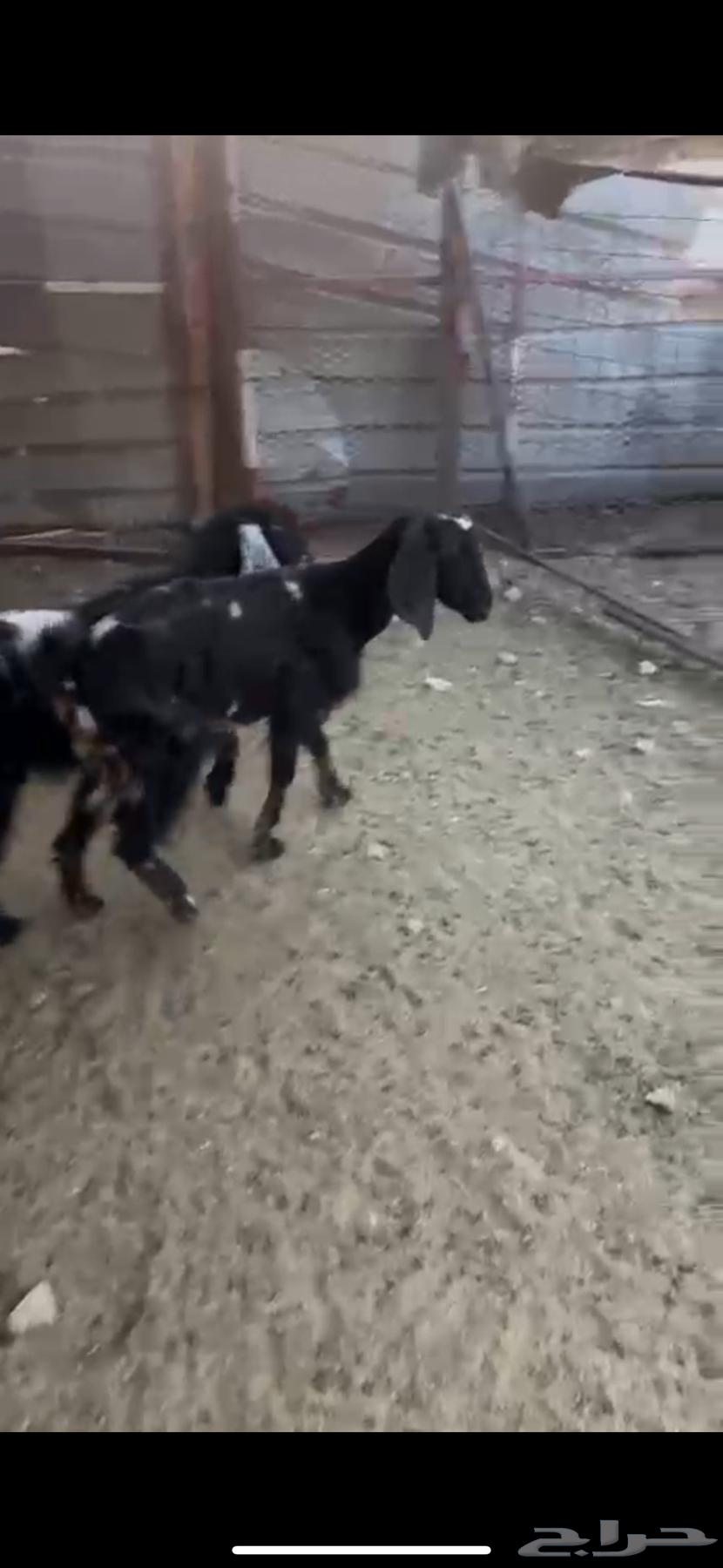 غنم للبيع64392127896450112