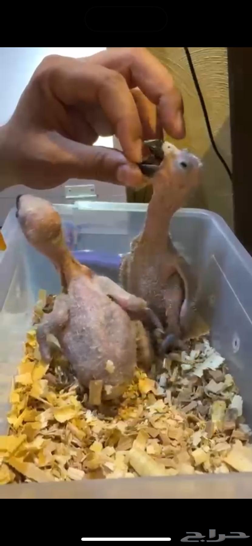 فرخ كاسكو انتاج محلي حجم بطل باقي فرخ64379123664641111