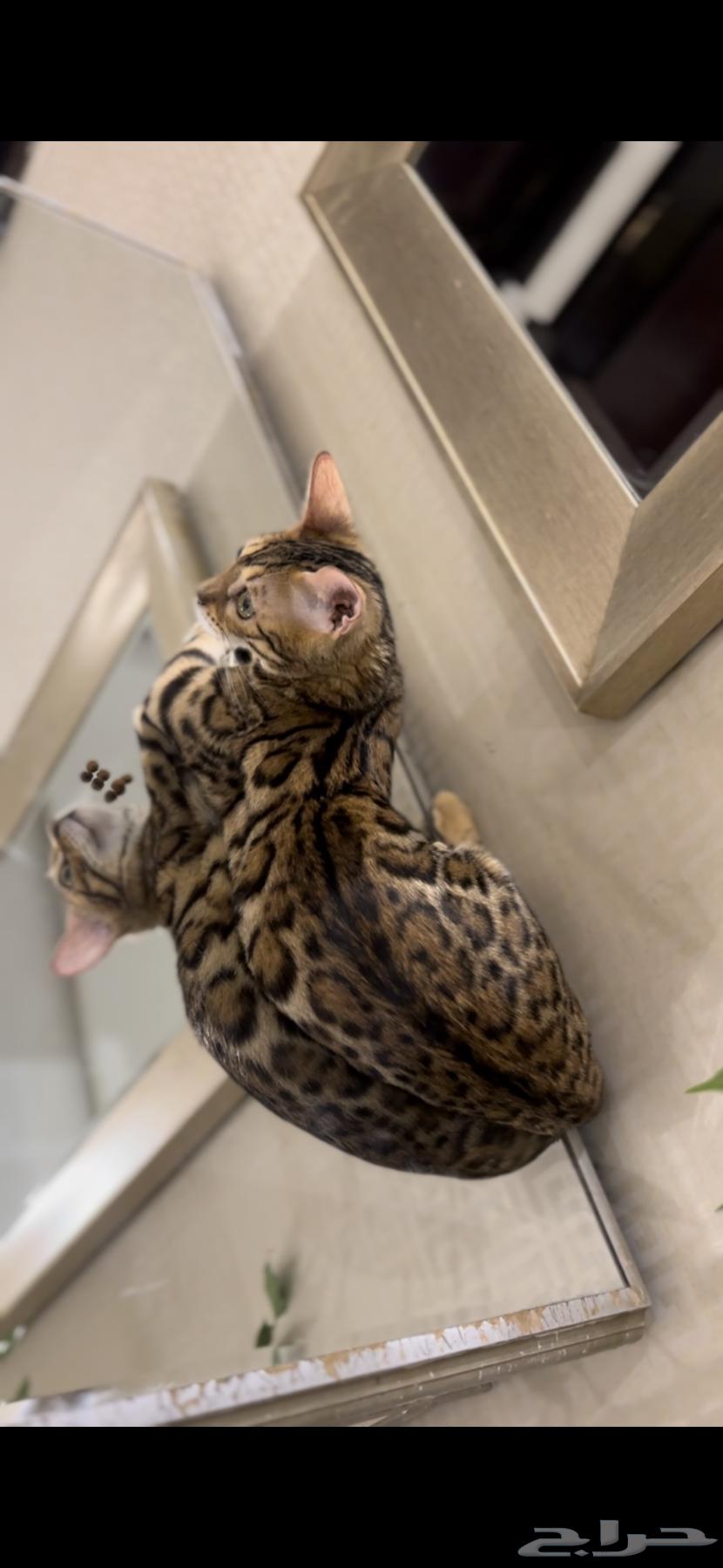 قطة بنغال انثى مستوى قوي جدا للبيع يوجد كتين شهرين64379457867522113