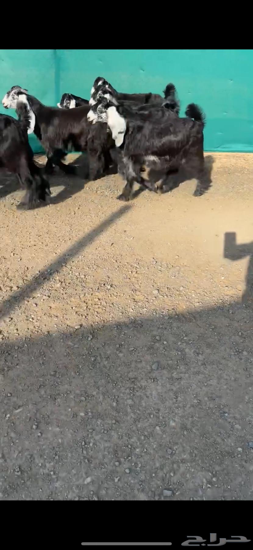 جفرات عوارض نوادر خصم الخصم تممم البيع64386318749313114