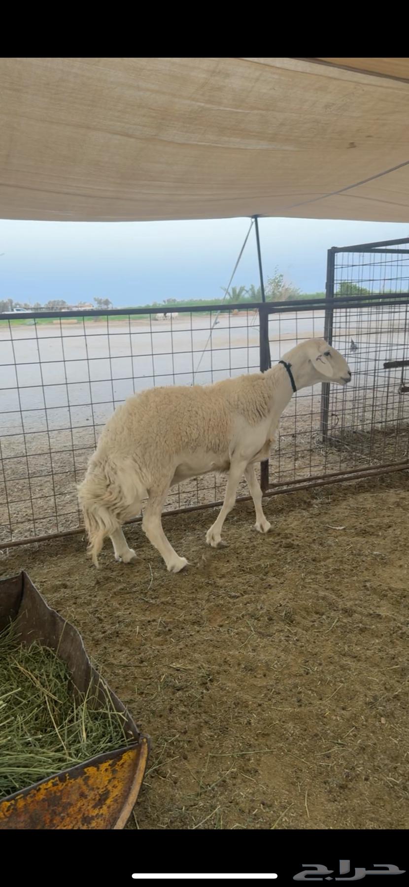 للبيع شاه صنف طيبه64389072519297112