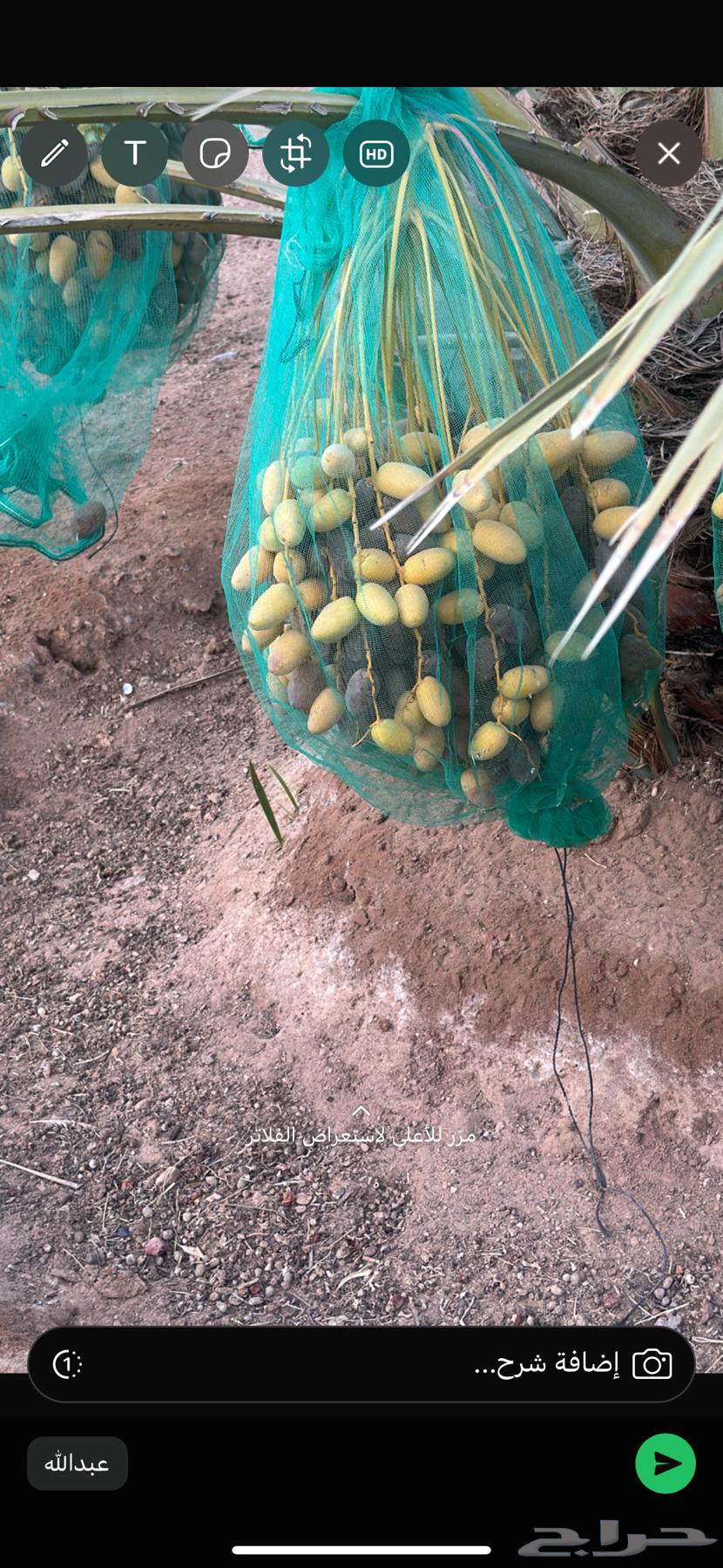 للبيع ثمر النخل سكري وخلاص عدد 180 نخله64386947802497113