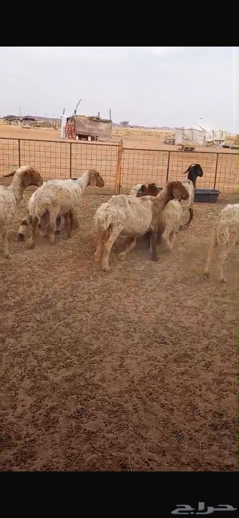 For sale 6 sheep with 6 lambs, offspring of Umar, their age three months64390788244354111