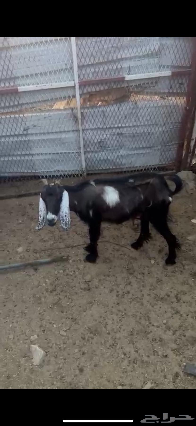 غنم للبيع64392127896450110
