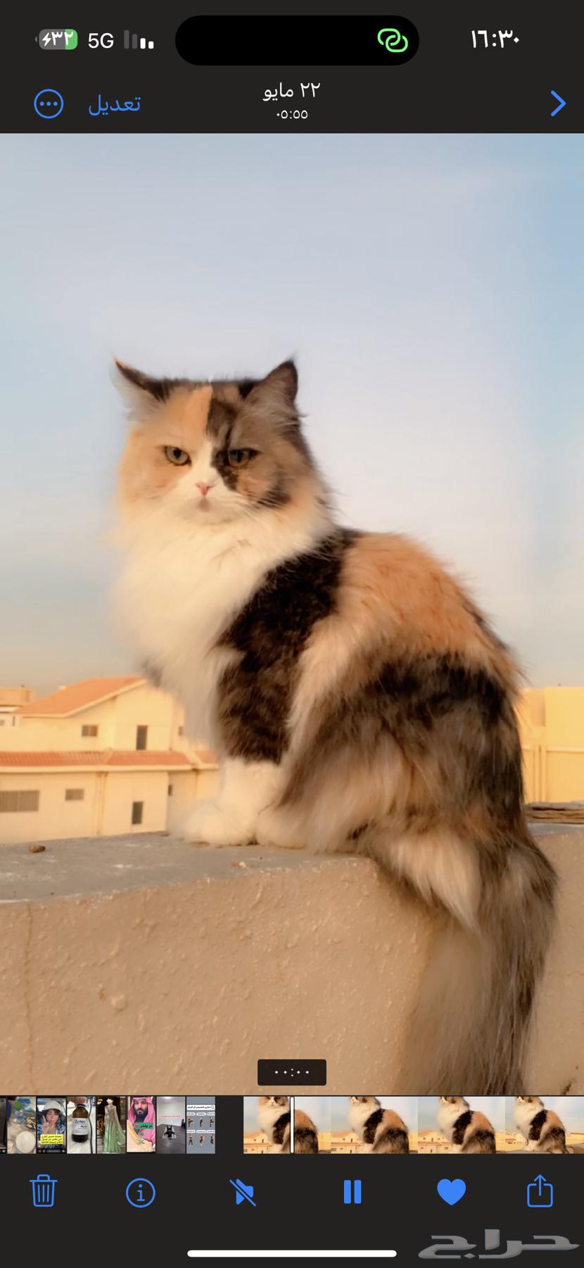 قطط تبني مؤقت64385817472003110