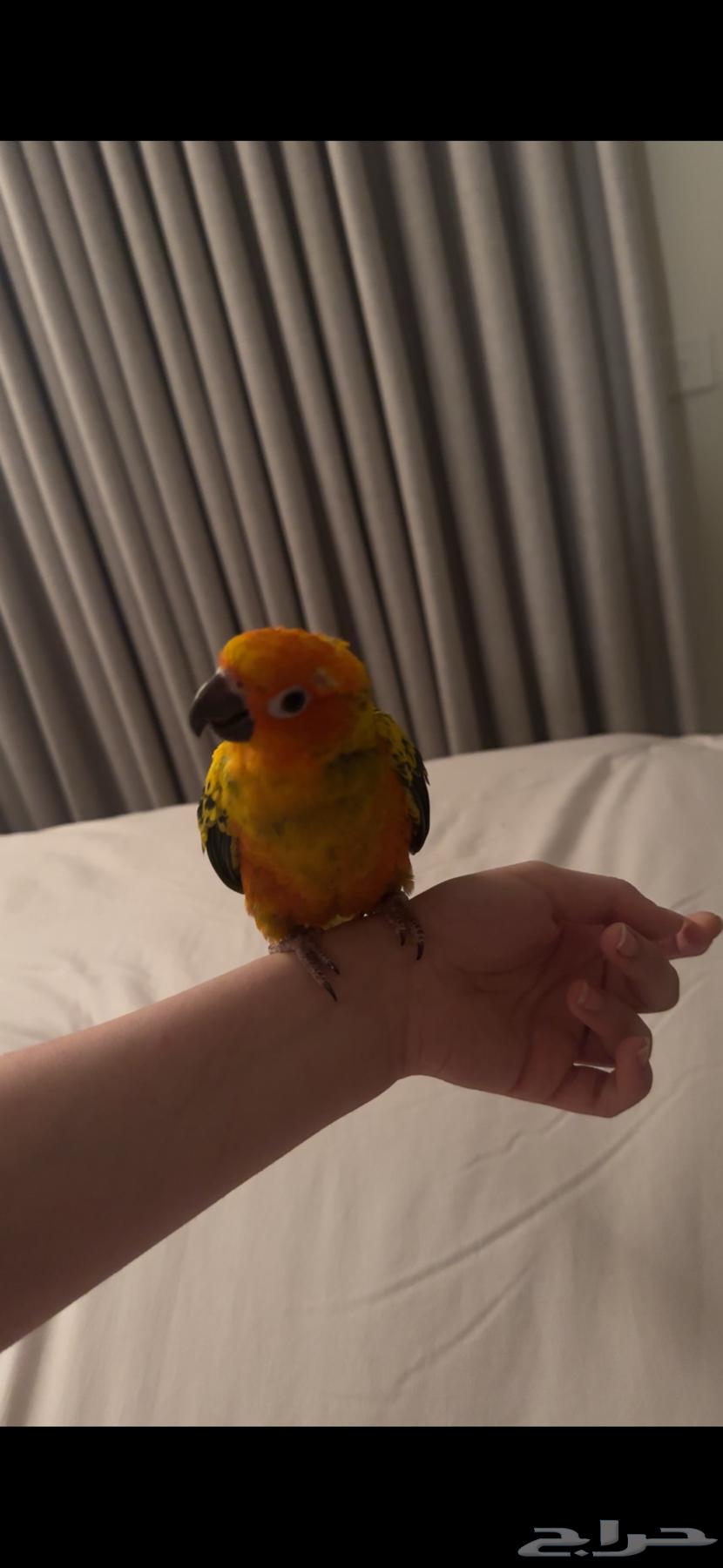 صن كنيور هدد و اليف وبدايه كلام64389045345795111