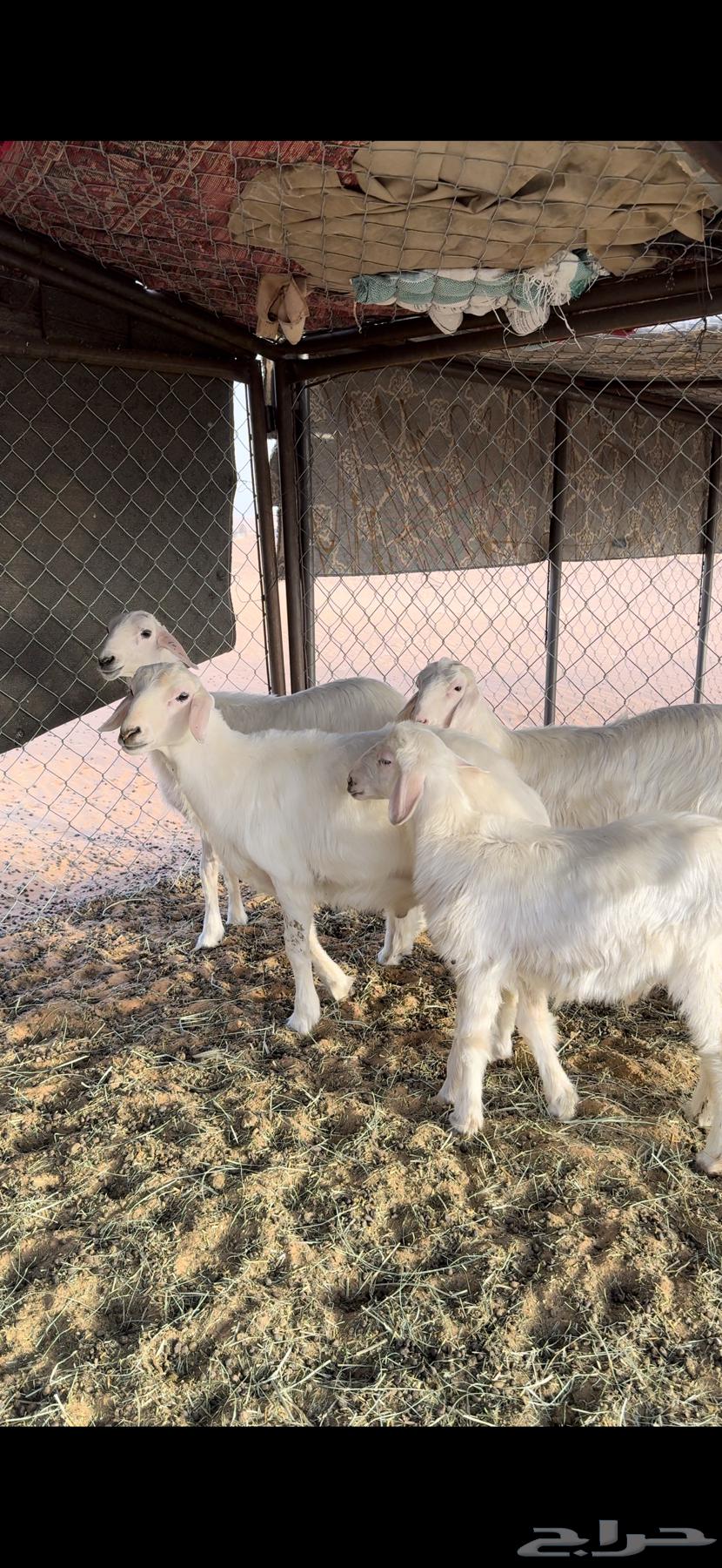 رخلين وخرفين صفر صنف كفو64383011461250112