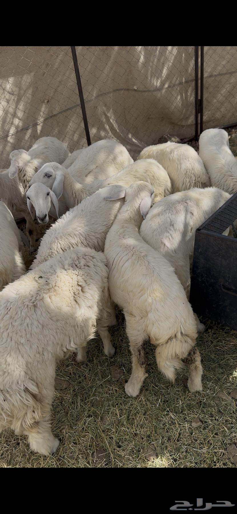 رخال حريه64382983859969112