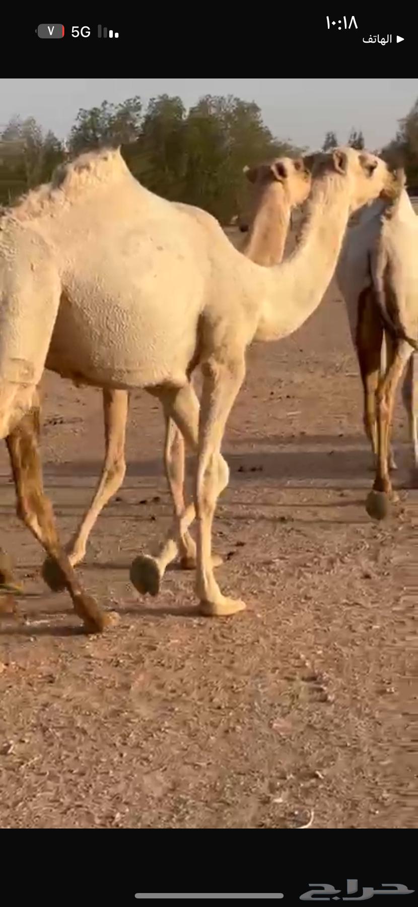 بكره شقحا مفروده ابوها بعير حضينان الجروي الملكي64391893056771110