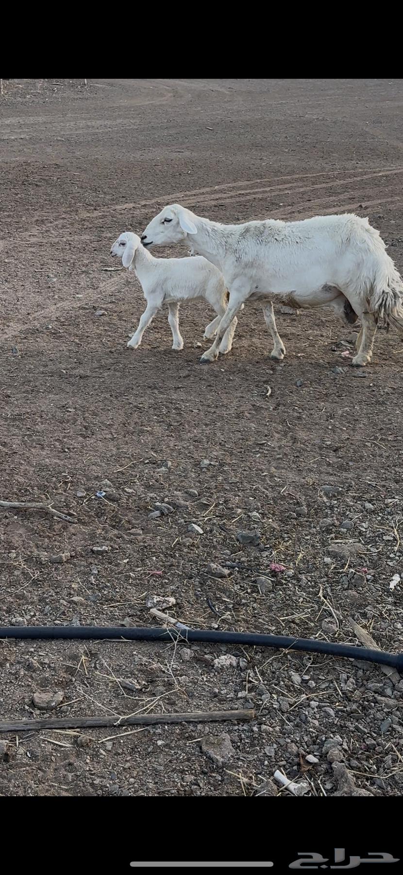 للبيع حرية والد64389405960451111