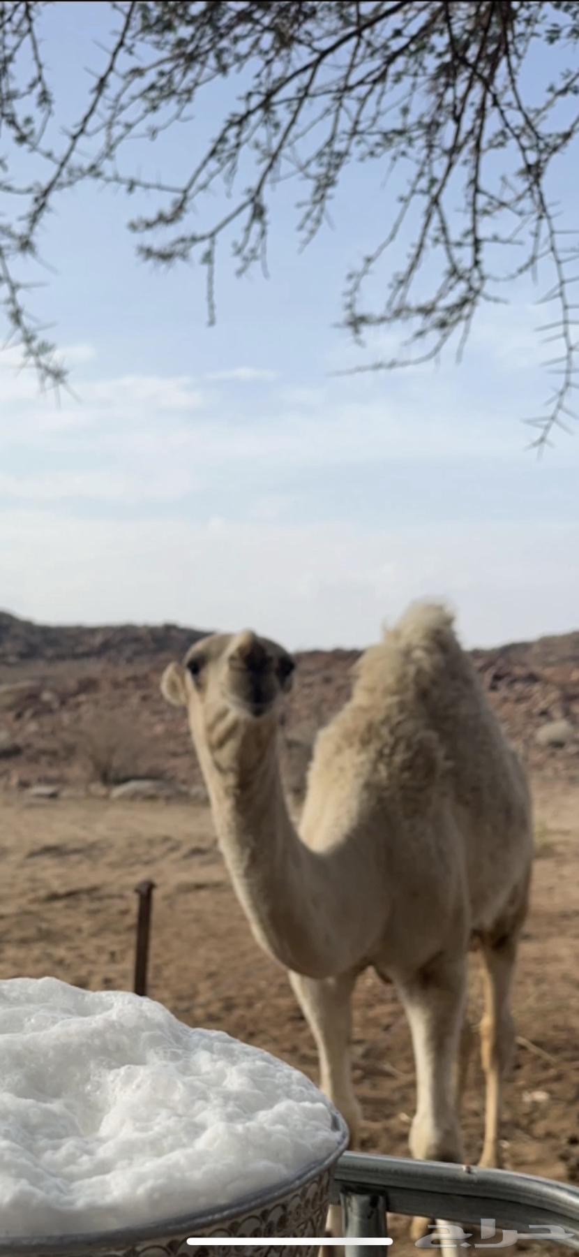 للبيع قعودين نوادر  .64388134882051110