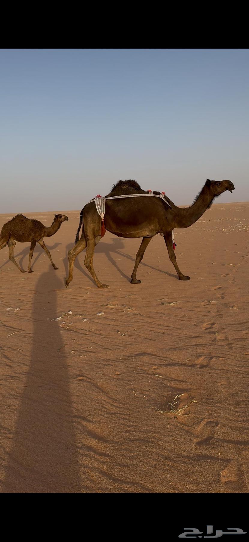 Ten sheep sold, the last of the flock, reason for sale is color64385341734273110