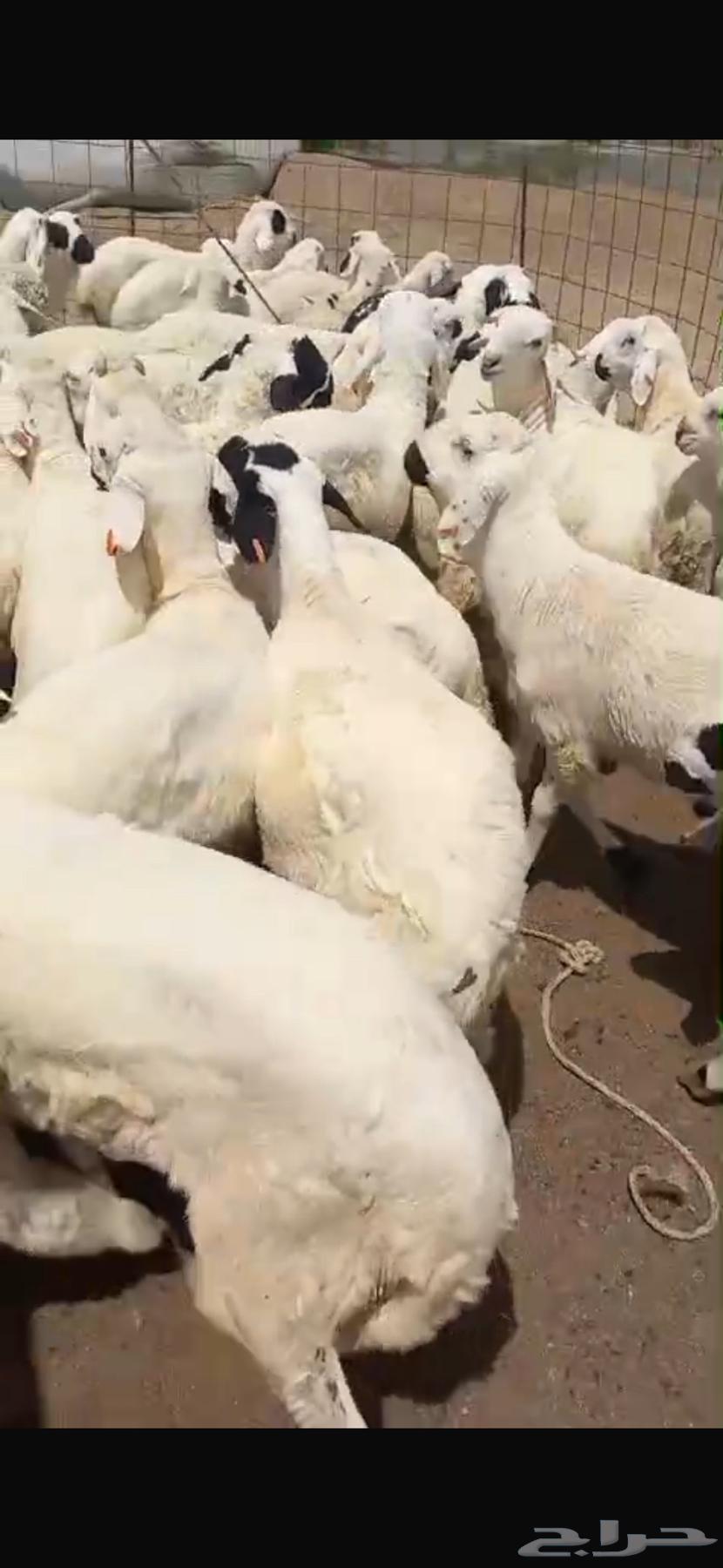 نعرض سواكن ابيض تربيه64381823179010111