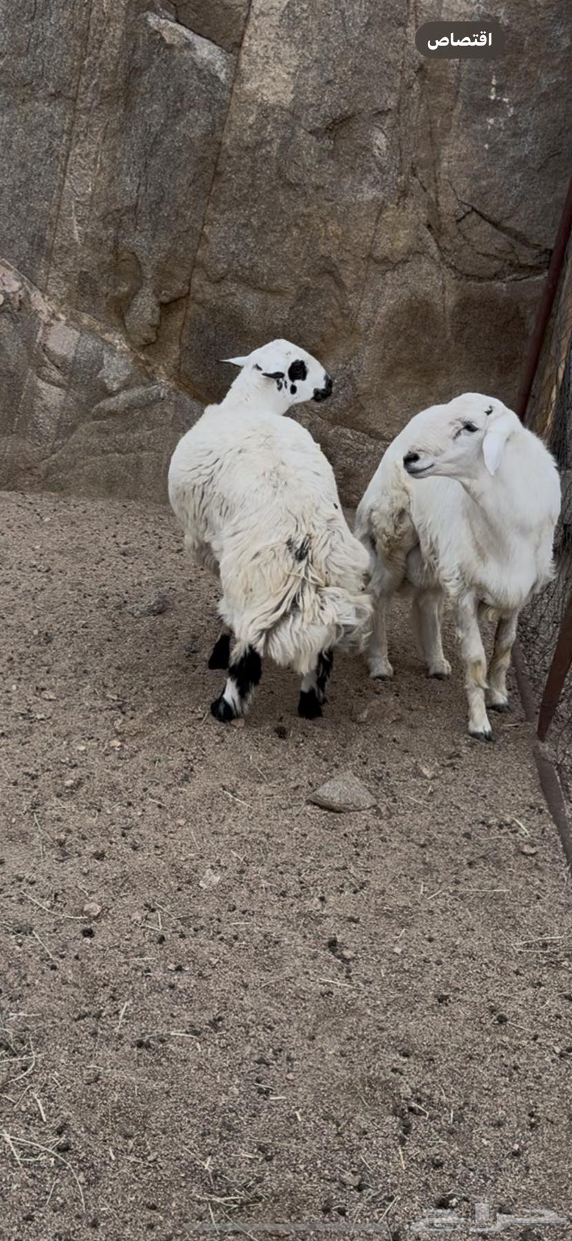 للبيع خرفان بلديات64386766310402112