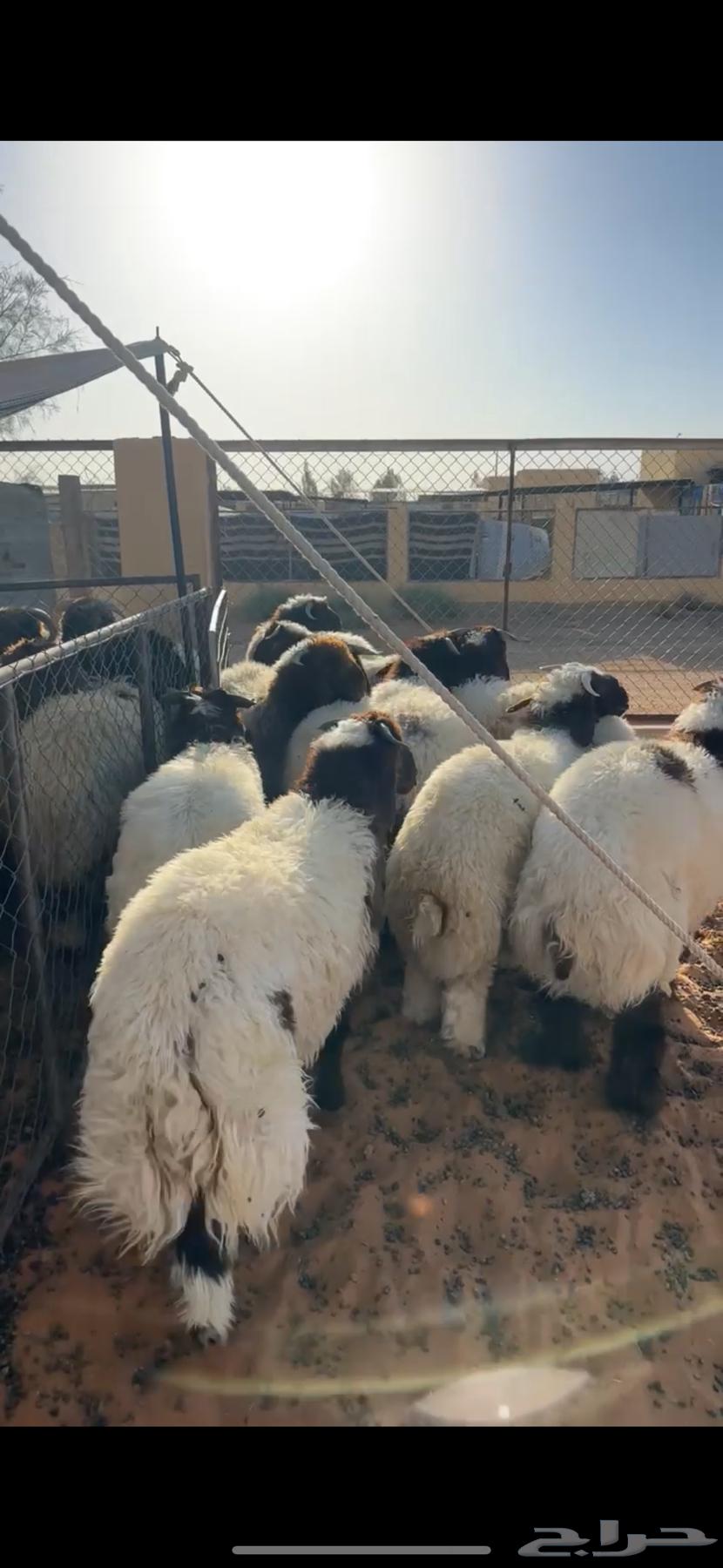 ذبايح بلدي فاخره64388134775683114