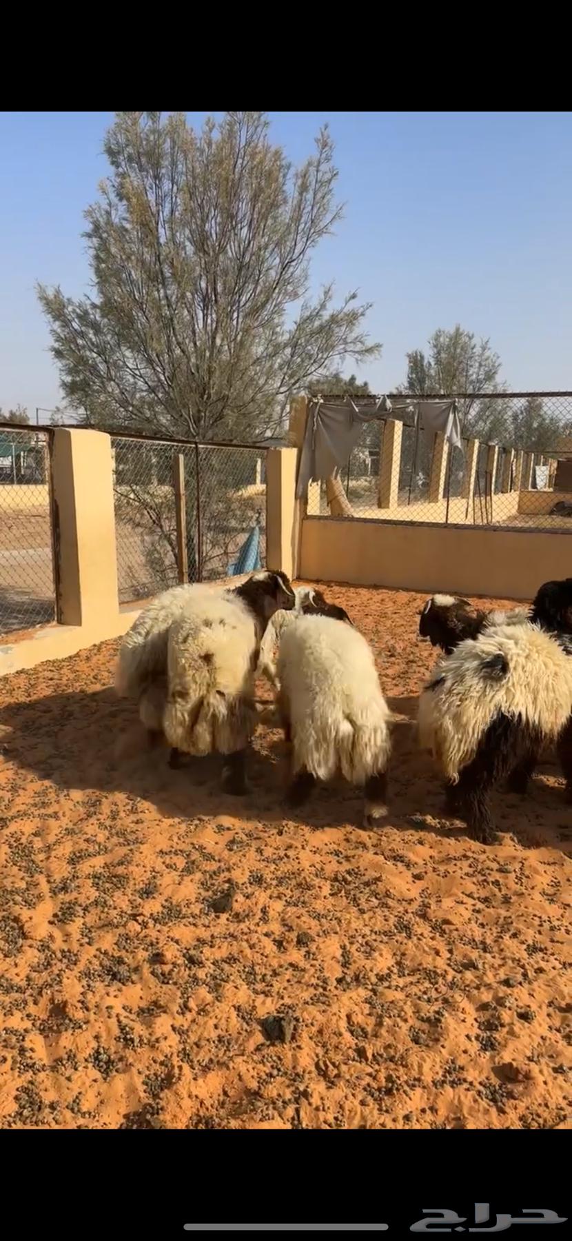 ذبايح بلدي فاخره64388134775683113