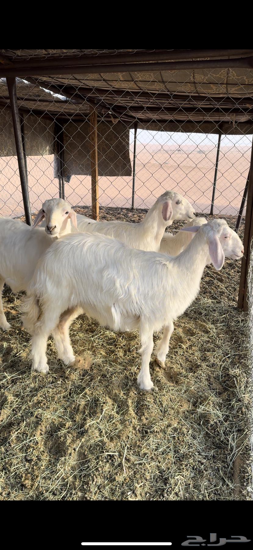 رخلين وخرفين صفر صنف كفو64383011461250110