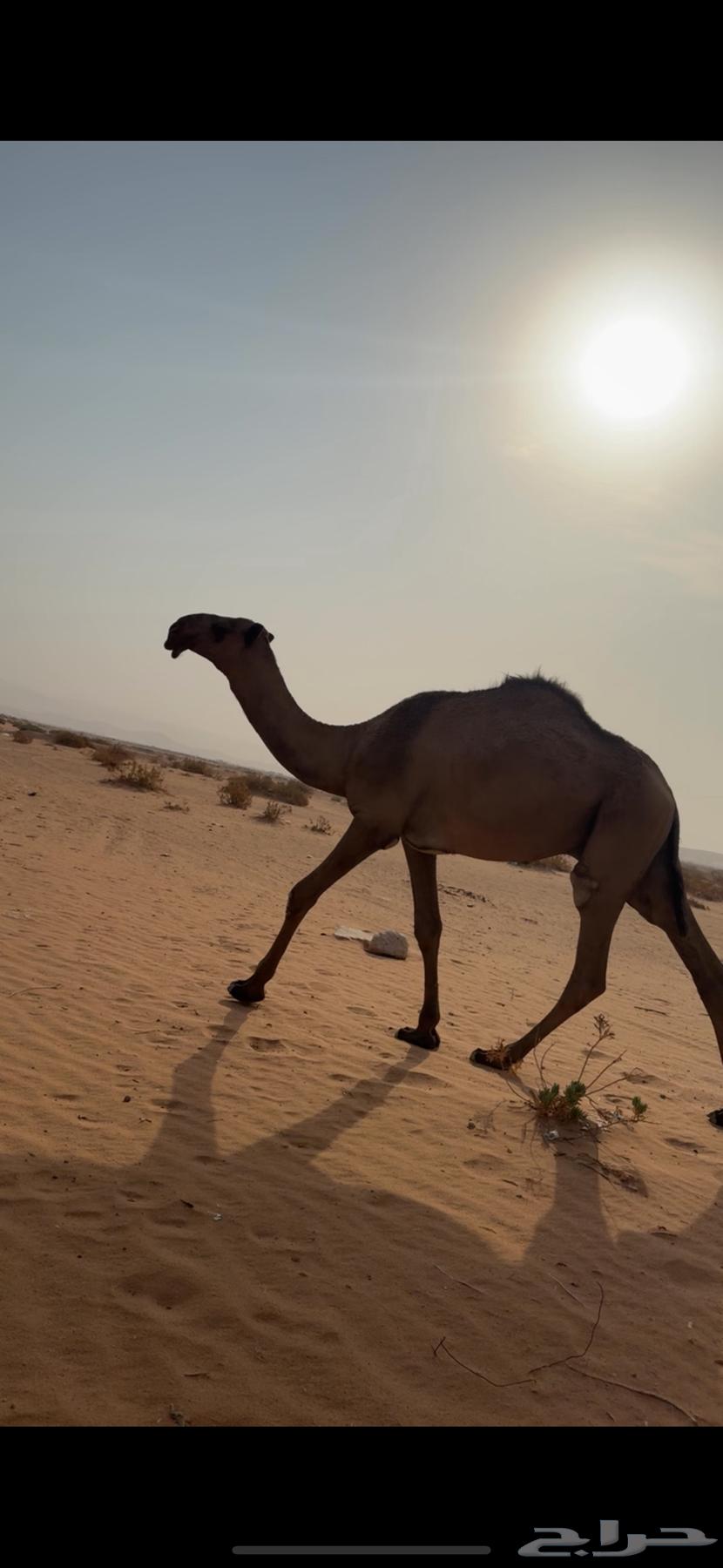 قعود أصفر كفو عوني سنه حق64379790481538112