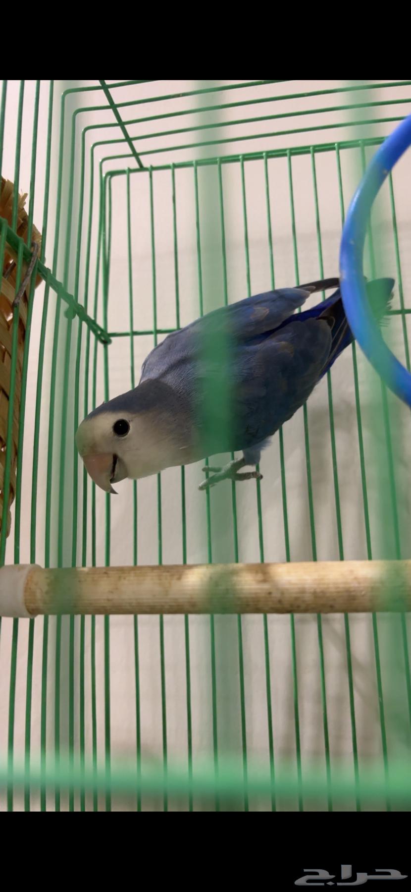 طير روز للبيع.64377359999235110