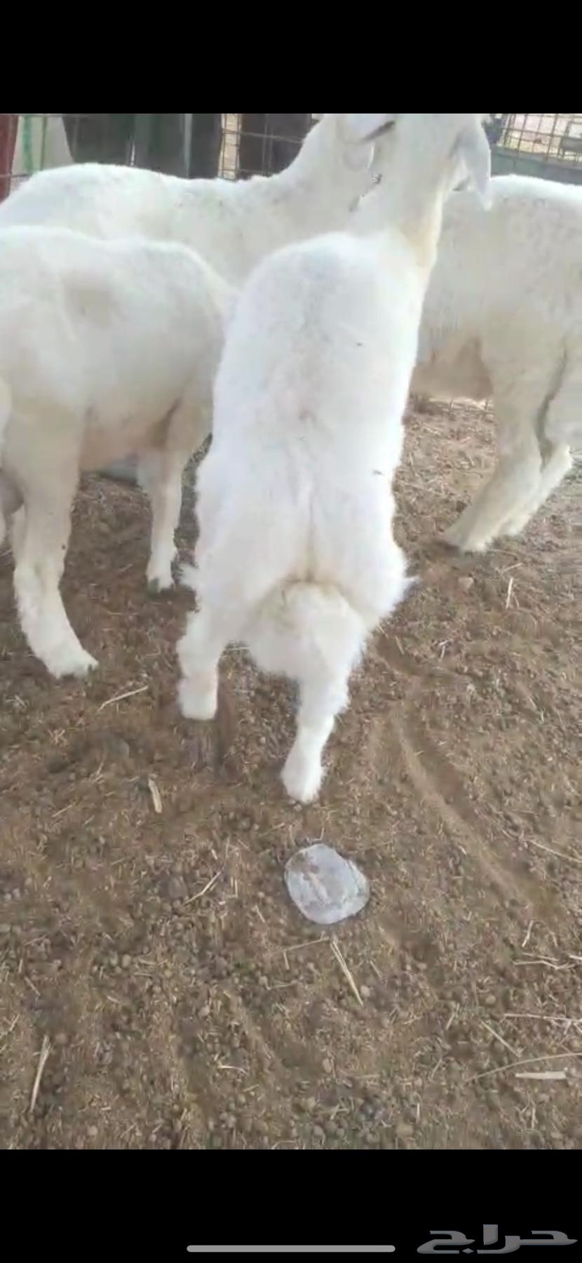 طليان للبيع64380276490243110